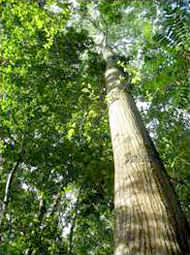Montezuma's Jungle Real Estate