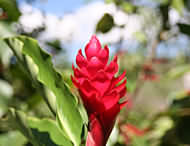 Montezuma, Costa Rica