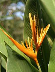 Montezuma flower Costa Rica