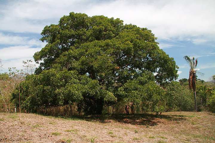 Montezuma Real Estate Lot #16