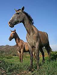 Horses in Montezuma, Costa Rica